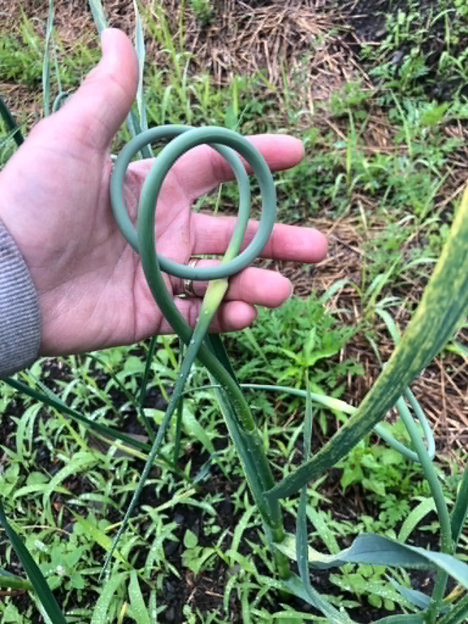 Fleur d'ail seule